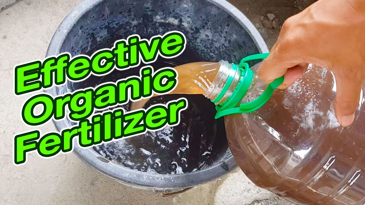 Very Effective Organic Fertilizer :  Vermicast | Worm Tea