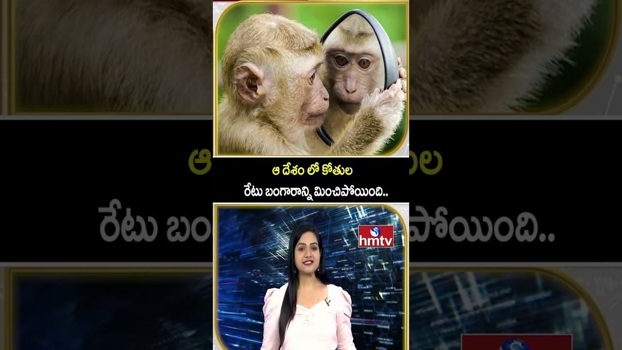 To The Point : ఆ దేశం లో కోతుల రేటు బంగారాన్ని మించిపోయింది..| Monkey | hmtv