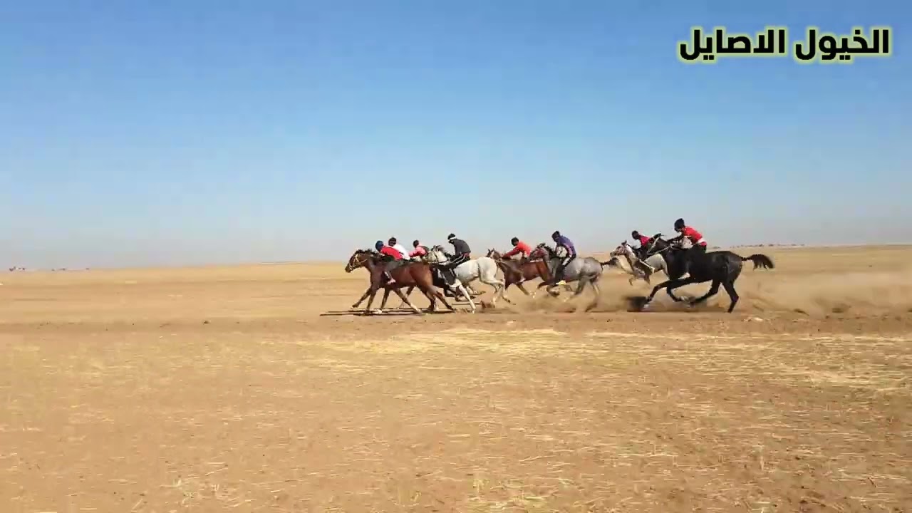 سباق تل معروف/الشوط الثاني
