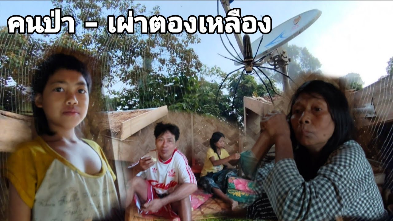 ในที่สุดก็มาถึงวันนี้วันที่เผ่าตองเหลืองกลับมารวมกันที่หมู่บ้านเผ่าตองเหลือง คนป่า เผ่าตองเหลือง