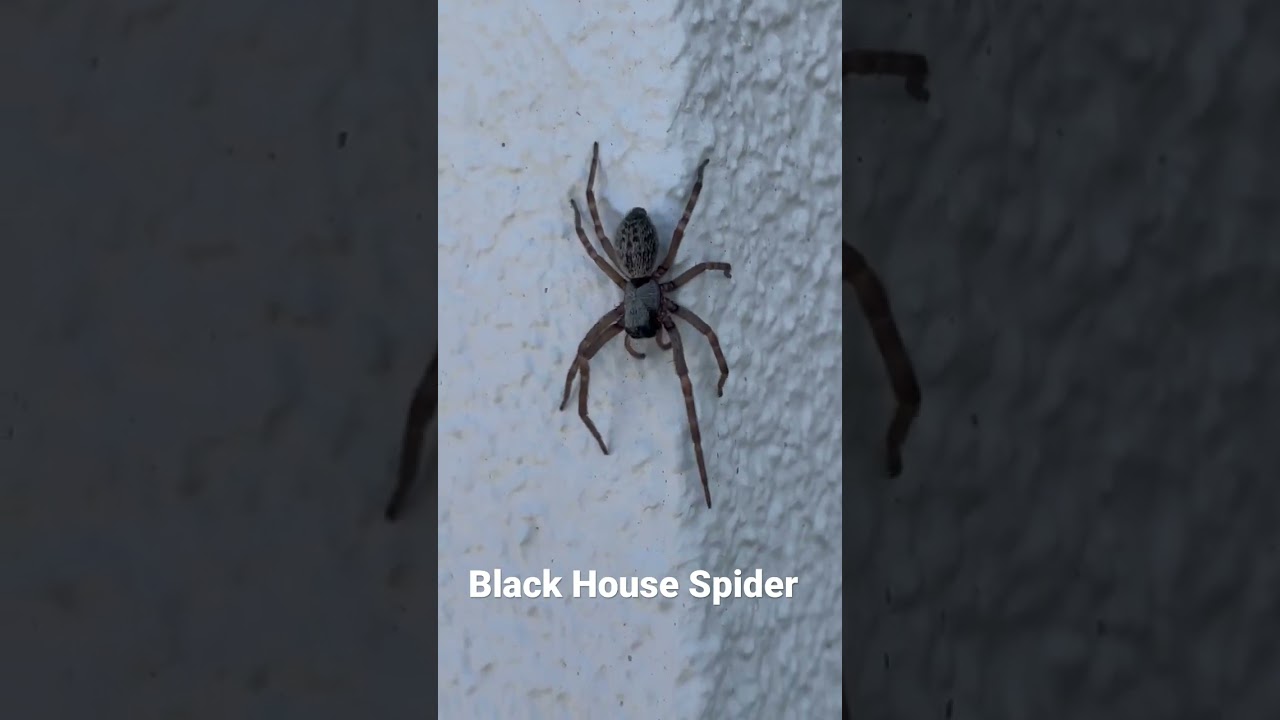 #spider #exterminator #dangerous #pestcontrol