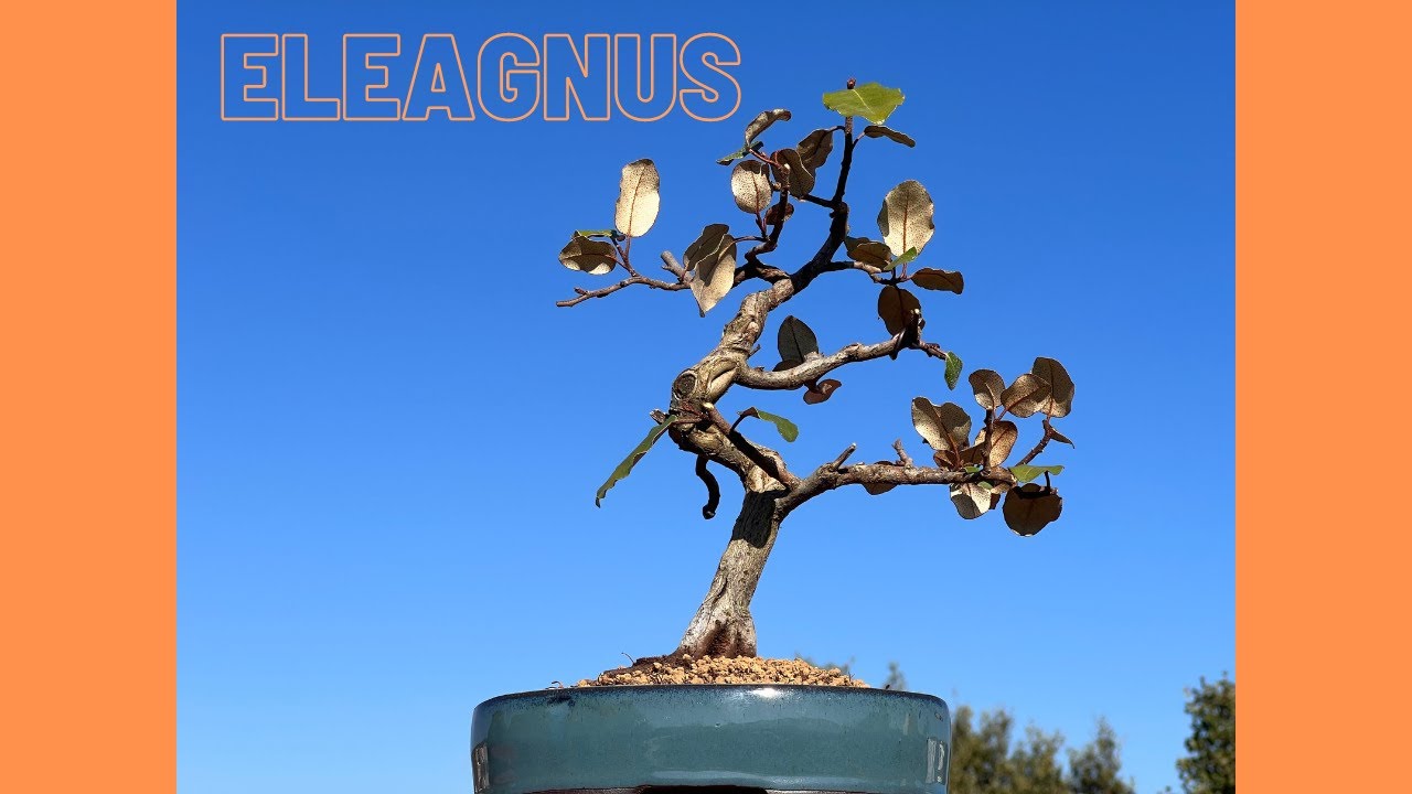 🌳BONSAI de ELEAGNUS PUNGENS🌳