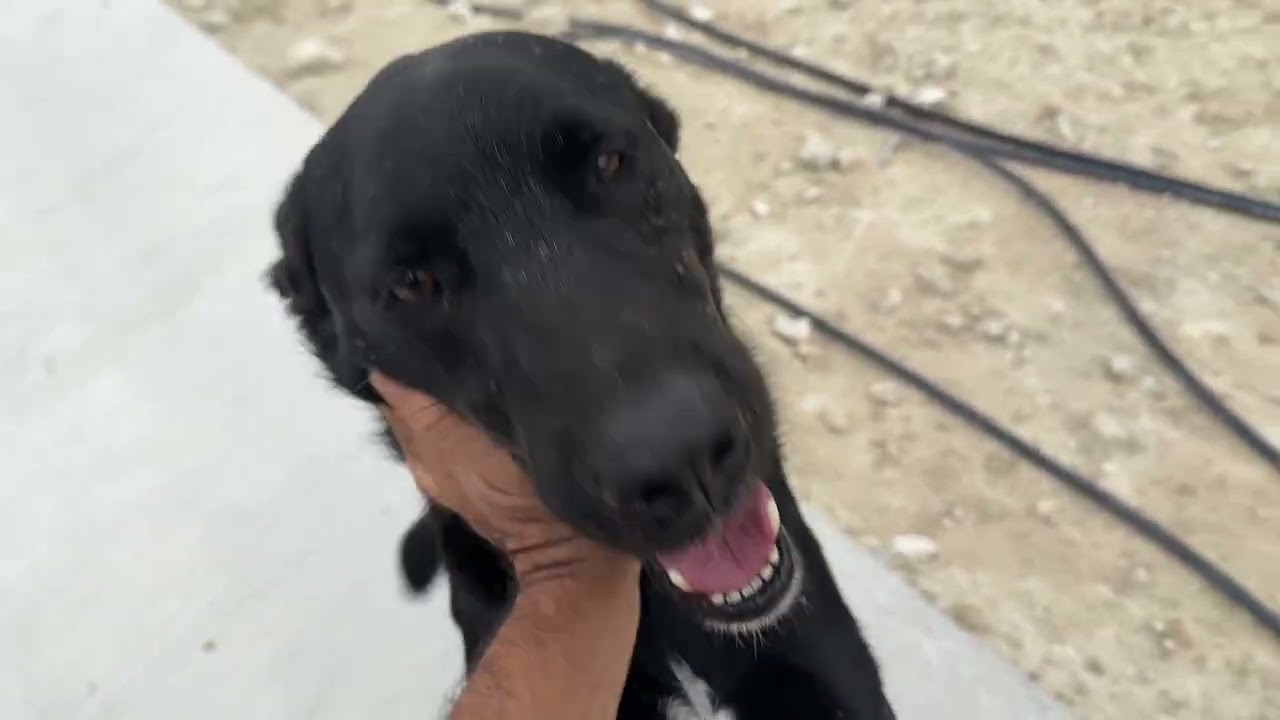 Charlie the Black Horse in Action! Run Charlie Run! - Takis Shelter