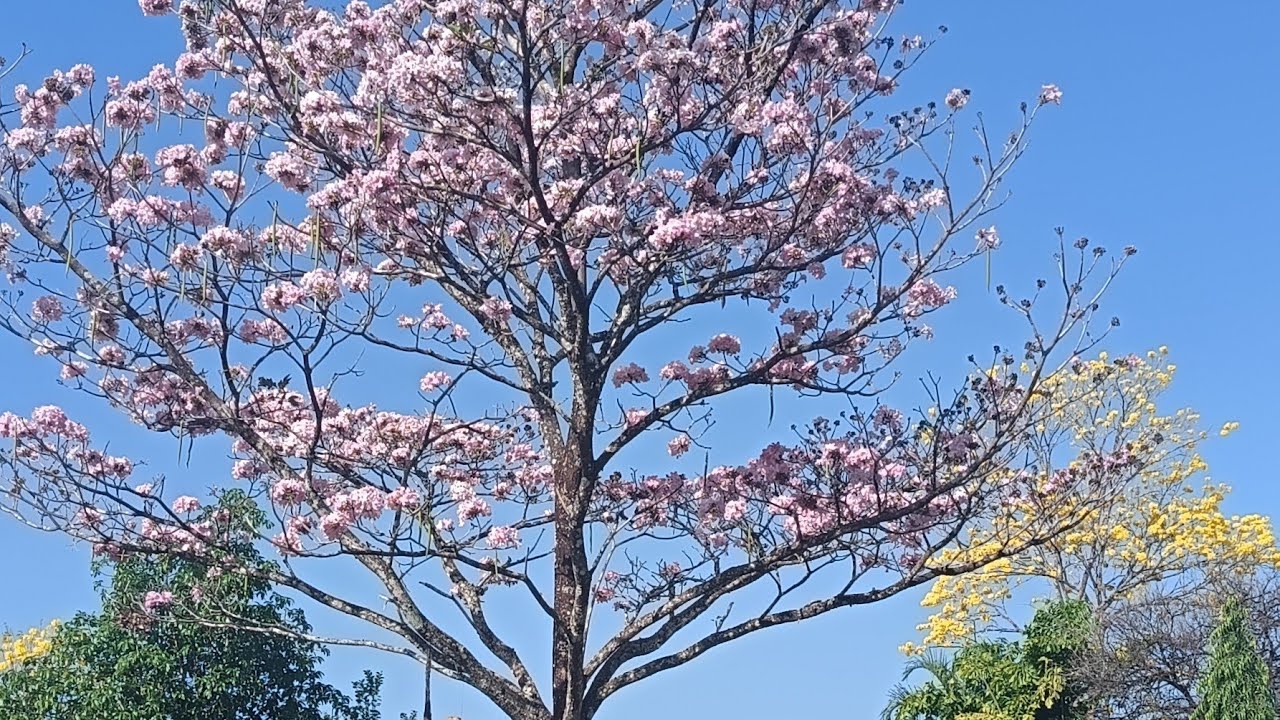 EL COLOR ROSA EN LA NATURALEZA.