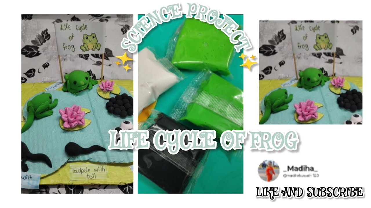 Let's make Life cycle of frog 🐸 science project 🍂 #project #longvideo #youtube #craft 