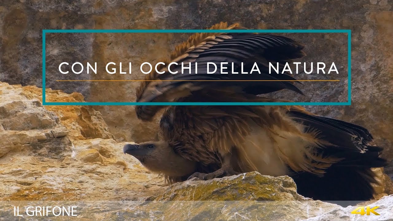 CON GLI OCCHI DELLA NATURA - IL GRIFONE 4K