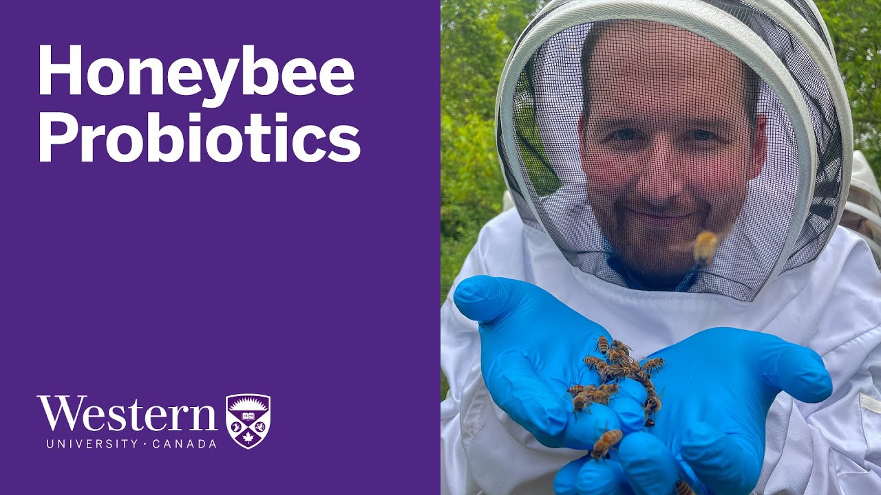 Probiotics positively influence honeybee health, Western research finds