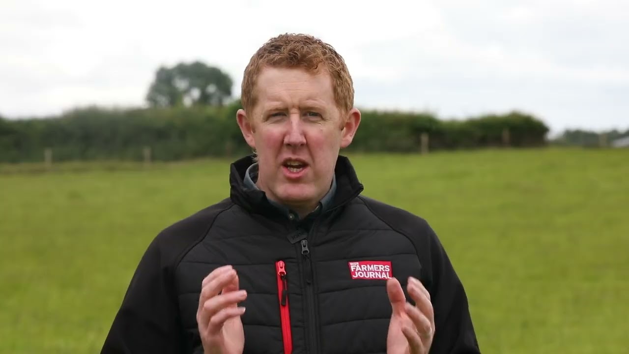 Are the Easycare sheep breed right for you? Find out at the Tullamore Farm open day