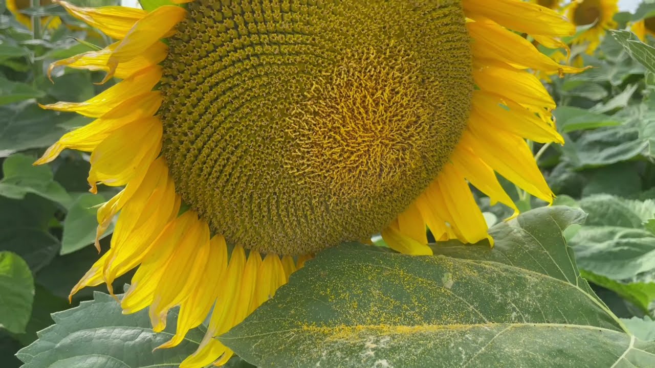 Sunflowers  | Подсолнухи