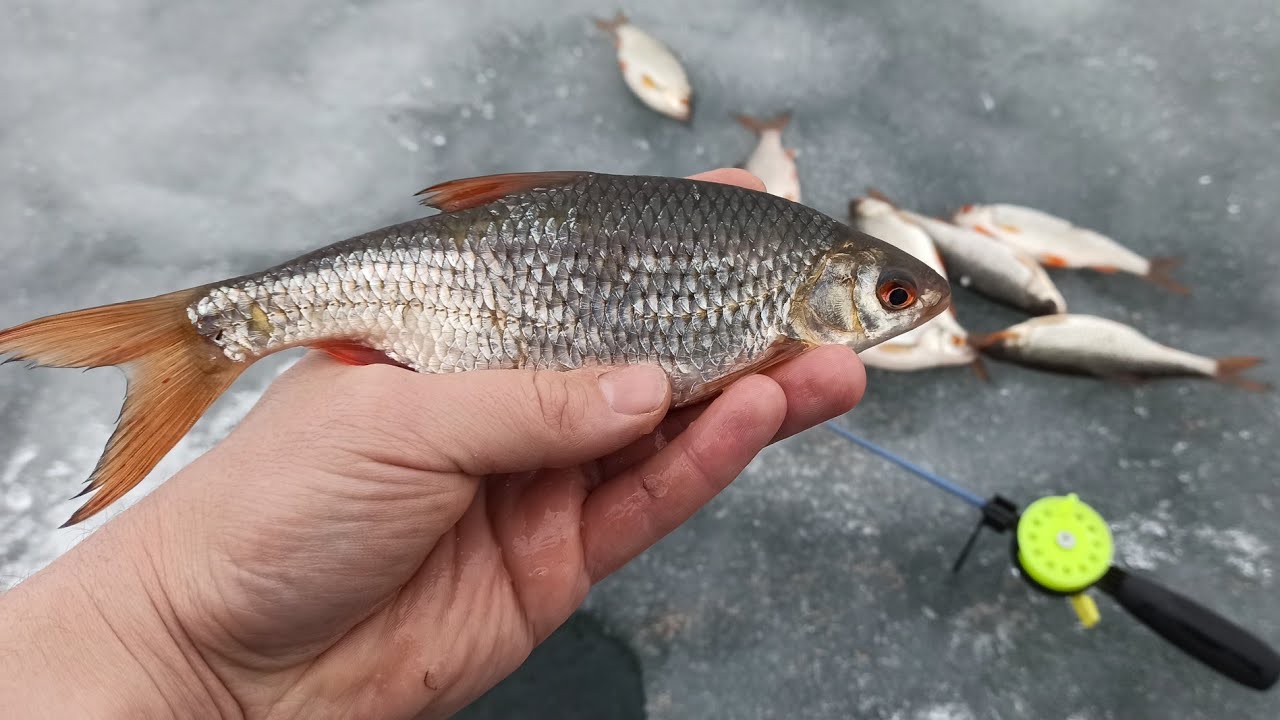САЛО ВНОВЬ РУЛИТ!!!! Ловля крупной плотвы. Зимняя рыбалка