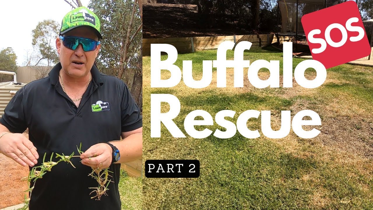 Buffalo Rescue Part 2