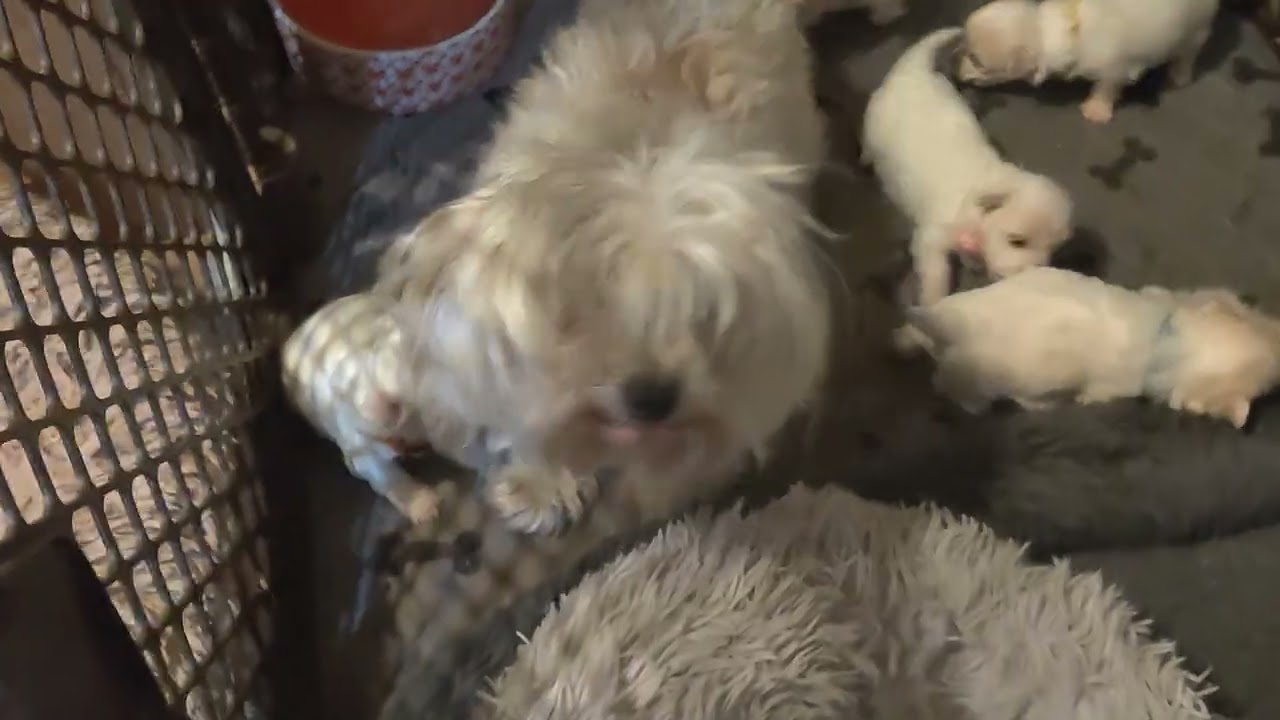 Playtime continues 
