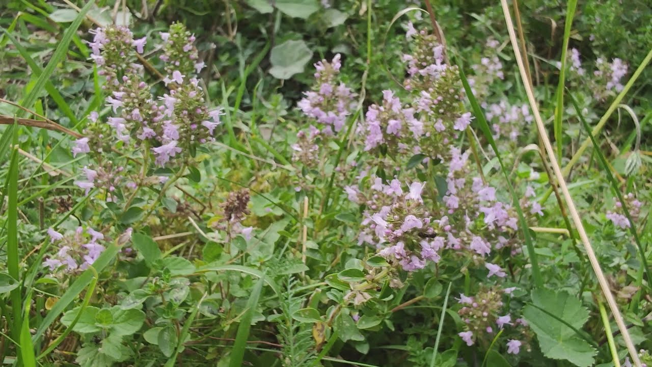 MAJČINA DU&Scaron;ICA (ČUBRA)... PLANINSKA LJEPOTICA...POMAŽE KOD ANEMIJE, MIGRENE, NESANICE, SMIRUJE ŽIVCE