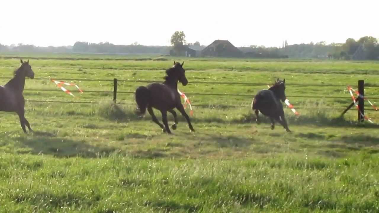 Naar de wei 2012 027.MOV