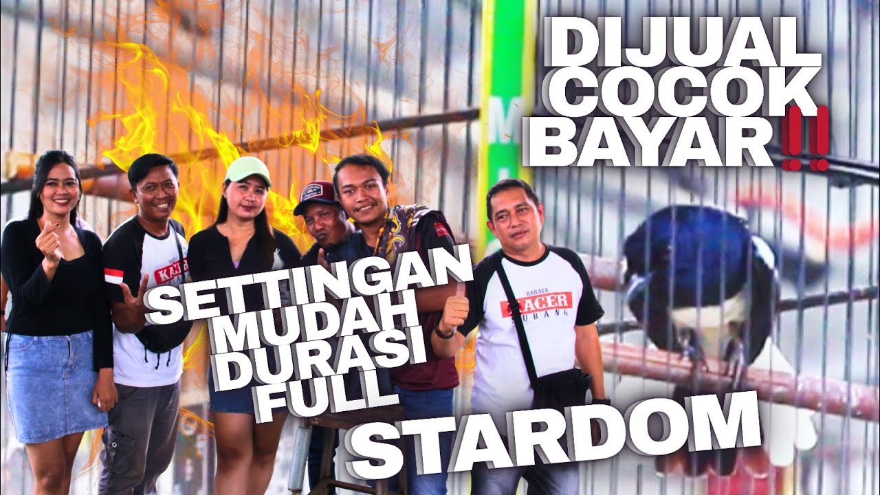 DIJUAL‼️FULL DURASI KACER STARDOM NGEBUT POKONYA COCOK BAYAR FREN