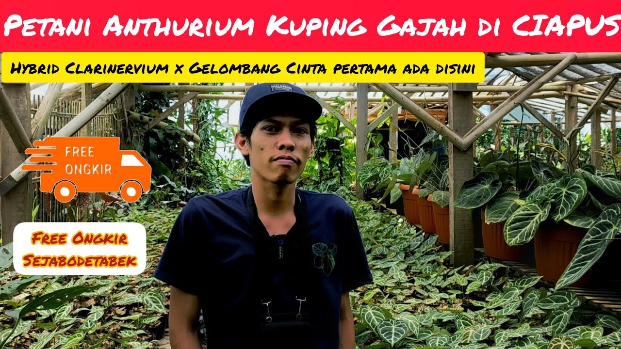 SURGANYA ANTHURIUM KUPING GAJAH DI CIAPUS. HARGANYA TERJANGKAU START FROM 50RIBU | MAS JHUN PLANT