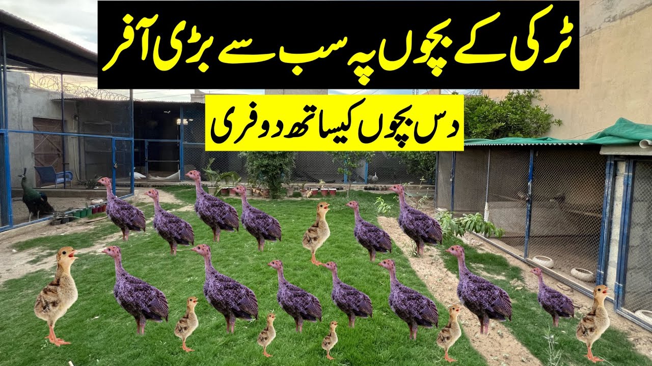 Biggest Offer On Turkey Chicks | Ground Birds | Turkey Birds | Offer On Ground Birds