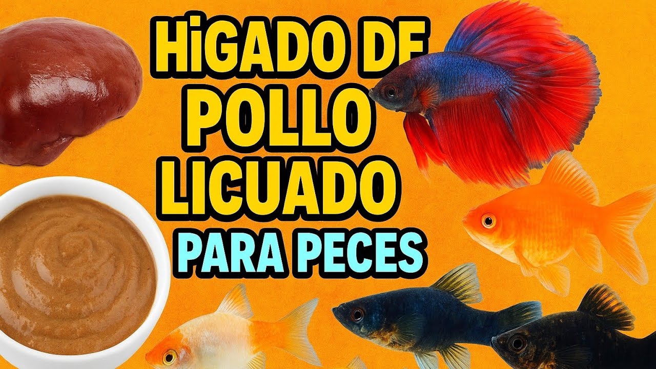 “Cómo Preparar Hígado de Pollo para Bettas 🐟 | El Secreto sin Exagerar Condimentos”