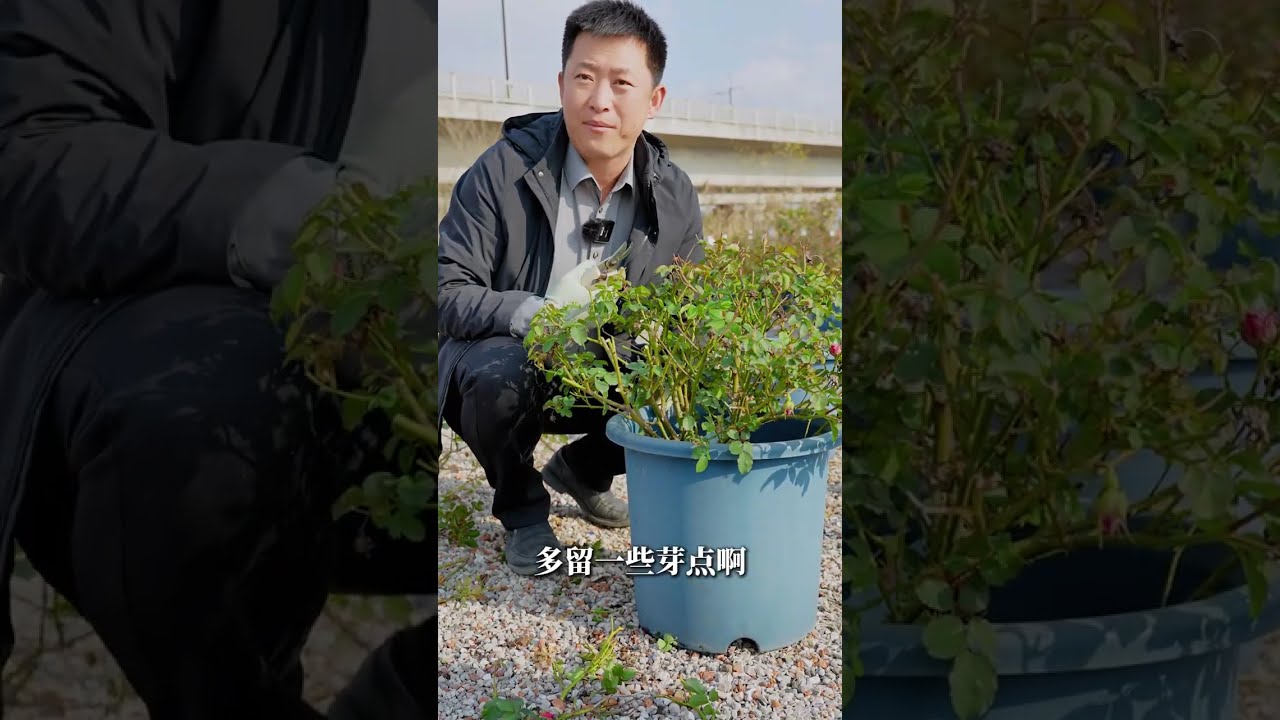 【天狼说月季】丰花月季想要爆花，底子好就是为所欲为
