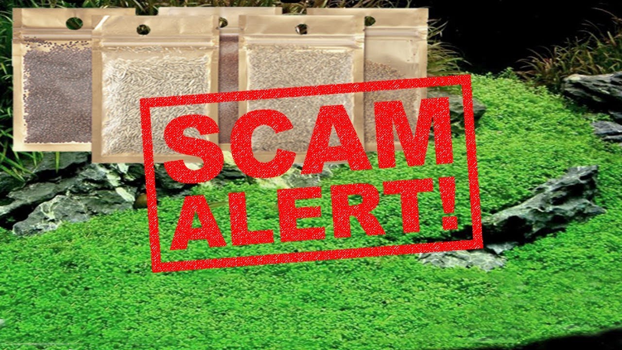 Are Aquarium Plant Seeds a Scam? - Aquarium Carpet Plant Seeds Test