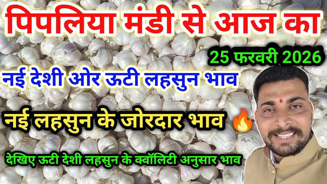 नई देशी ऊटी लहसुन भाव पिपलिया मंडी New Garlic Price Today Pipliya Mandi February 25, 2026