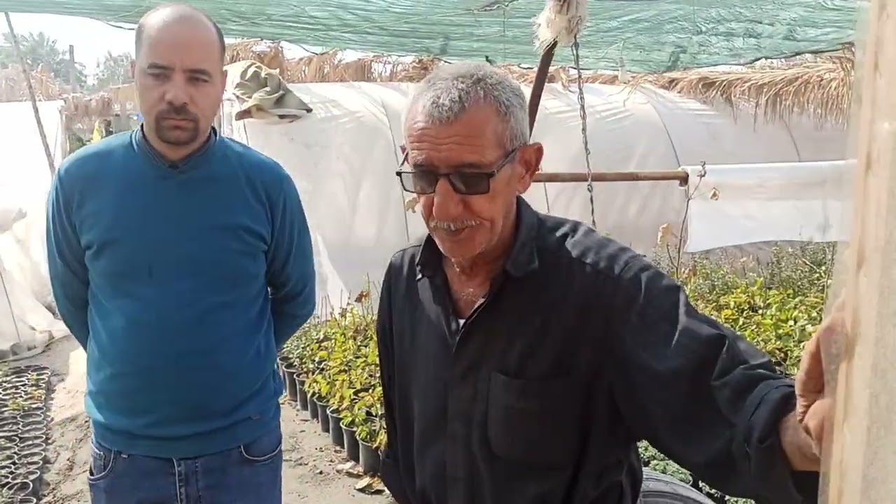 عاشق الورد سيد عبيس الحطاب  جولة في مشتل بابل لهواة الزهور في العراق بابل وفيه  أغلب انتاج النباتات