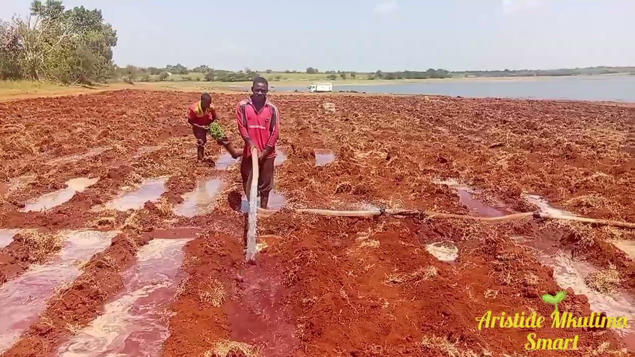 KUWEKA MAJI_na_KUPANDA NYANYA🌱🌱