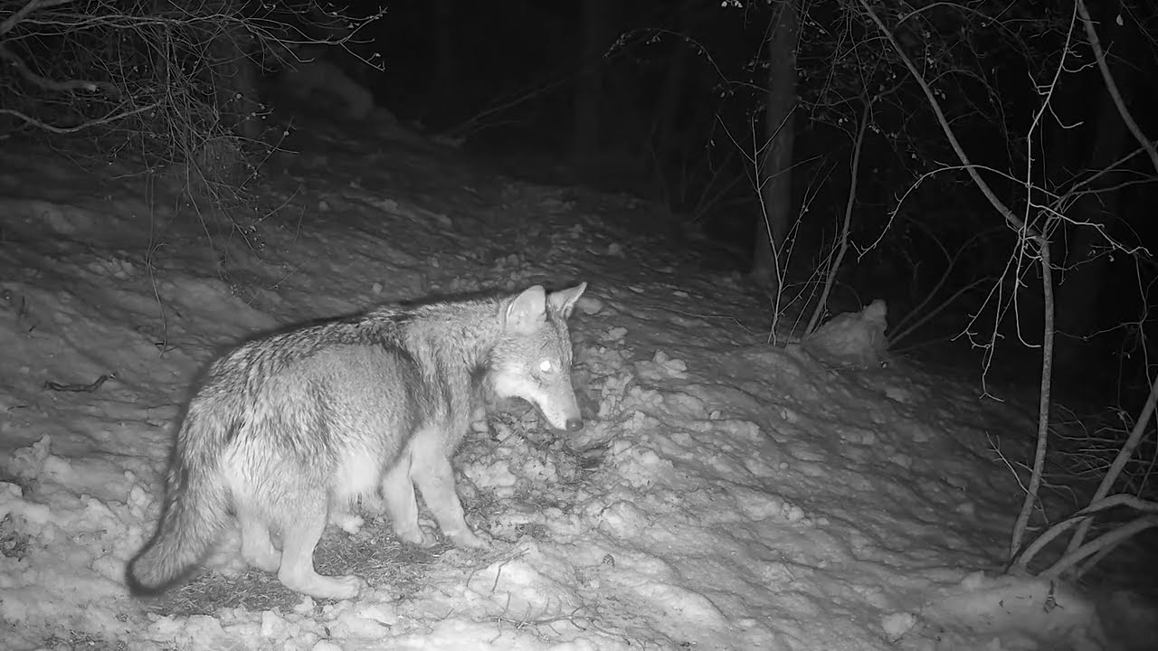 Loups, biches, cerfs, chevreuils - Janvier 2024