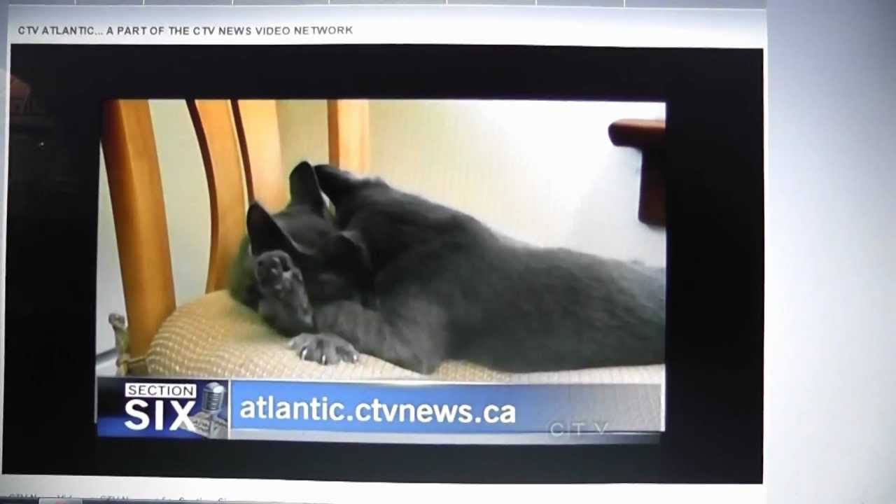 VOKRA Kittens Thunder & Monkey Make The News
