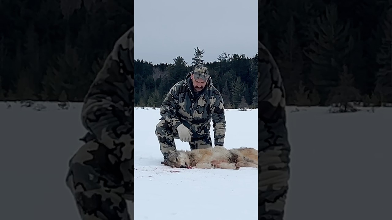 ⚠️HOW TO HUNT WOLVES⚠️ #DIY #hunting #wolf #deer #nature #wildlife #outdoors #vlog #viralvideo