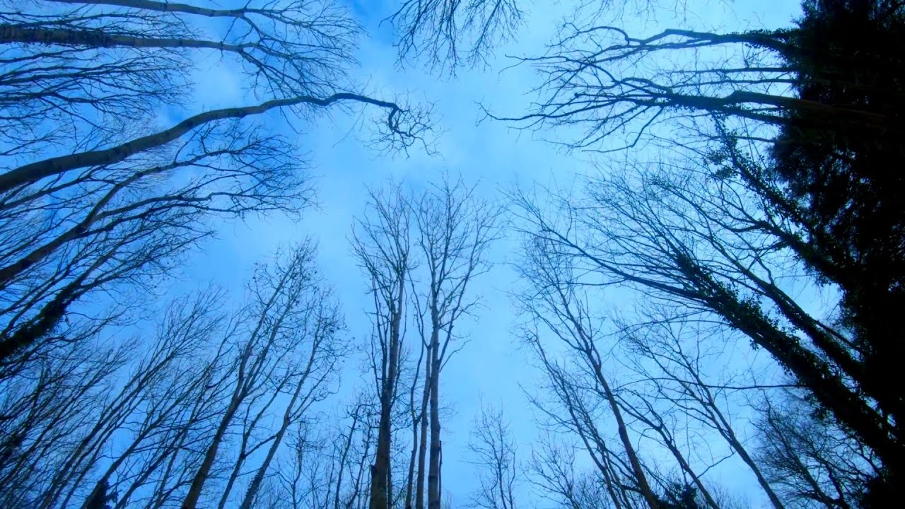 Walking around Arnos Vale cemetery and woodland bristol
