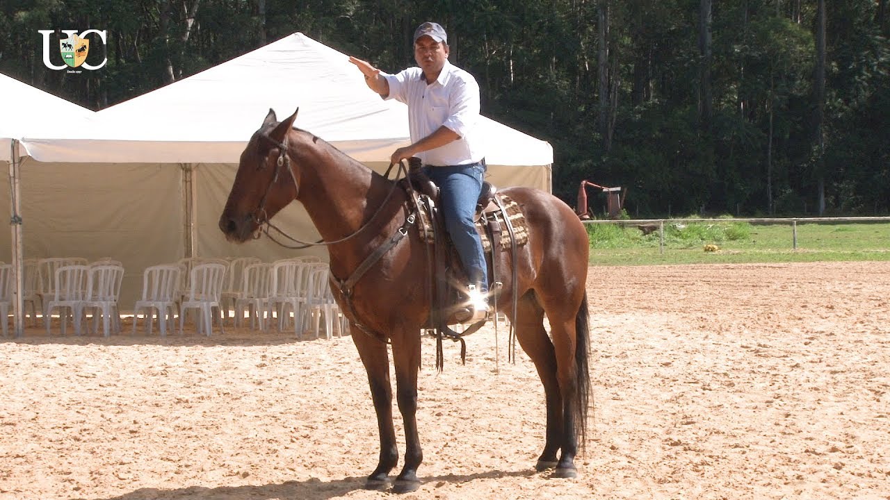 Meu cavalo só anda para trás, o que fazer?