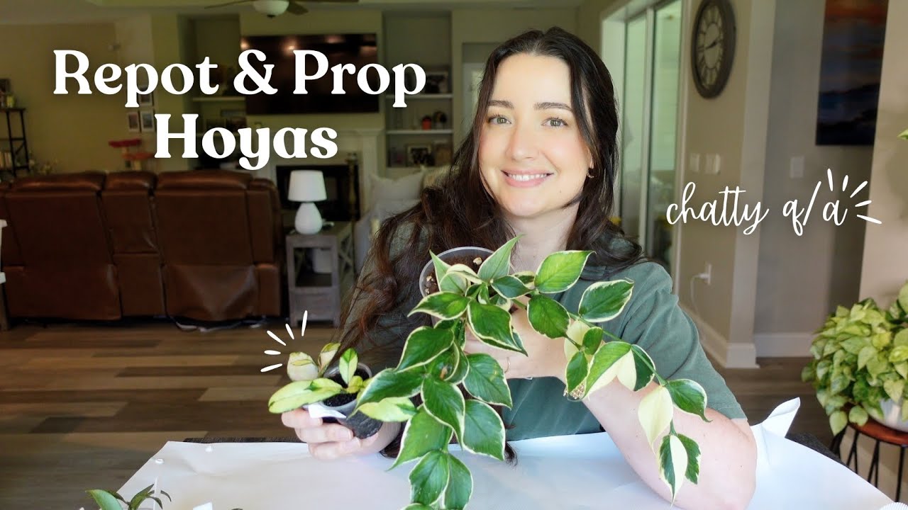 Repot & Propagate Some Hoya Plants With Me! | Chatty Q&A