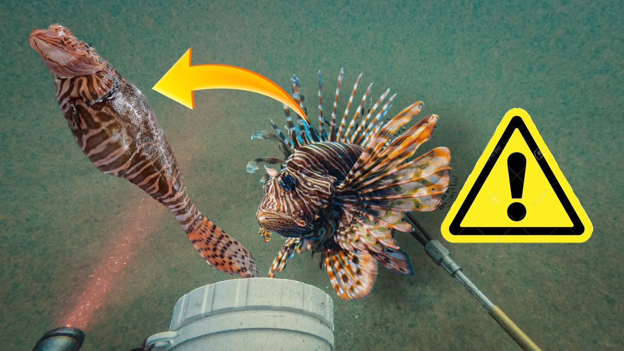 Lionfish Hunting in Destin Florida: ULTIMATE guide to spearing & handling these venomous invaders!