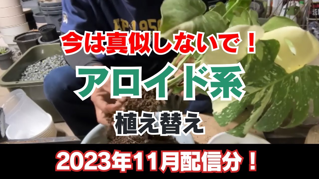 【切り抜き動画】今は真似しないで！アロイド系の植え替え！