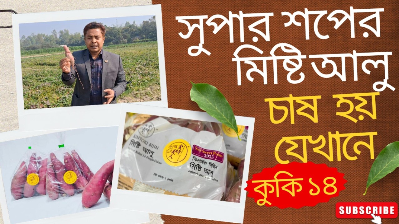 জাপানি কোম্পানির মিষ্টি আলু কুকি ১৪ এর চাষ হয় যেখানে॥#Akhlas #sarkar #sweetpotato #agriculture