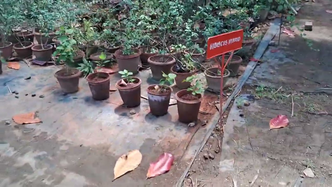 Nursery visit (Ornamental plants )