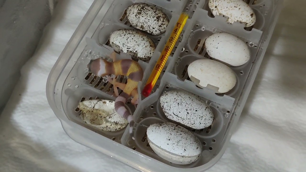 Primeira cria de gecko leopardo 2021