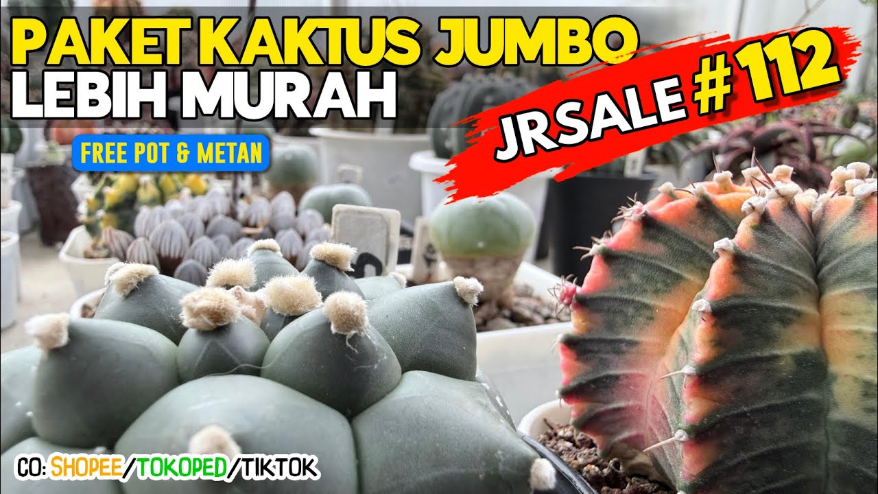 Harga Kaktus Paket Jumbo Lebih Murah Untuk Indukan Jrsale112