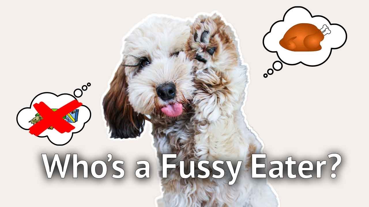 PUPPY A FUSSY EATER: How to get a picky dog to eat food based on experience with a fussy cockapoo