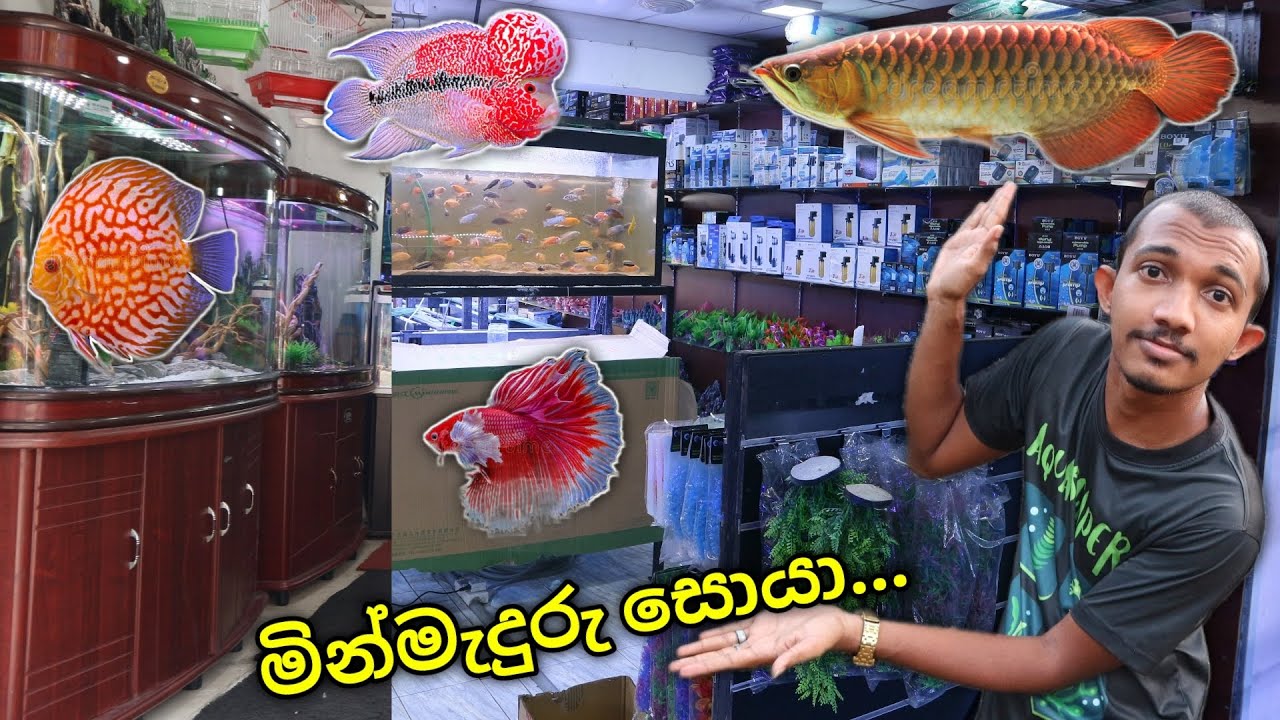 Aquarium Store Tour! | මින්මැදුරු සොයා ගිය ගමන...