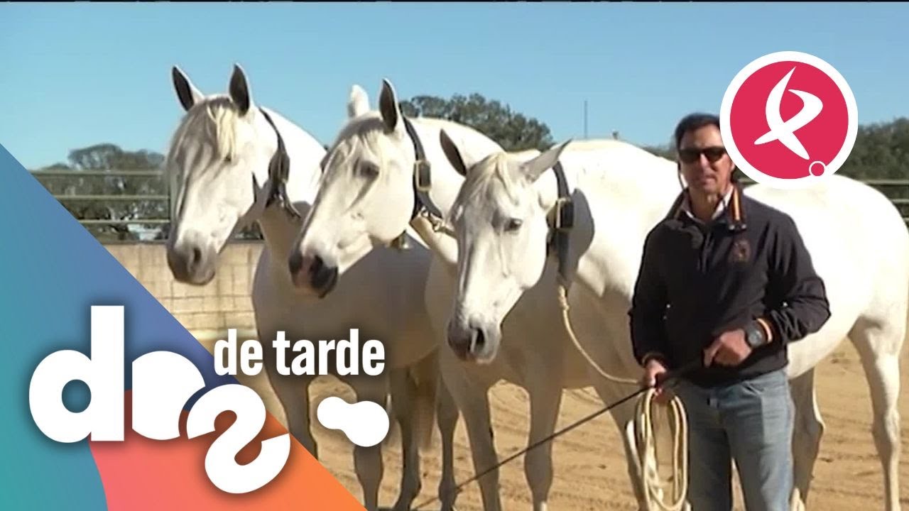 150 a&ntilde;os de historia de una de las mejores yeguadas del pa&iacute;s | Dos de tarde