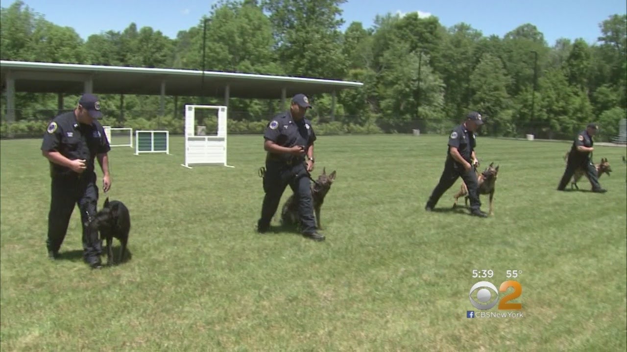 Inside The MTA&rsquo;s K9 Training