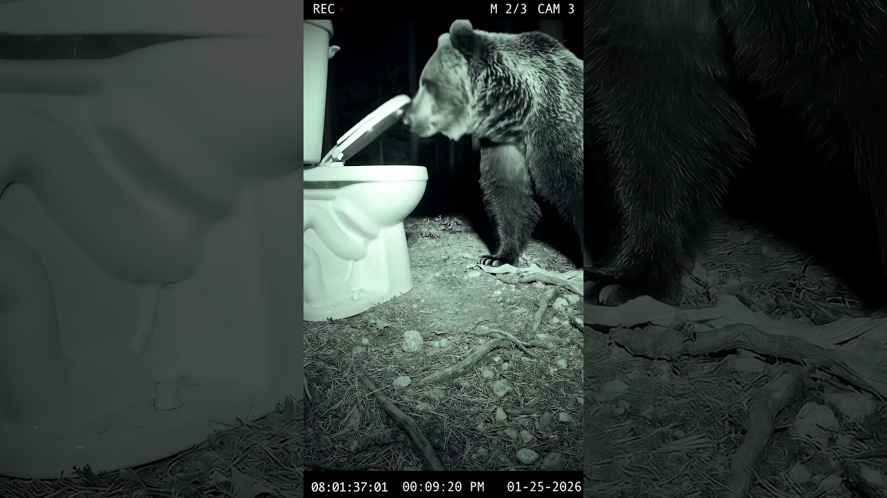 Do we have something brewing? Does a bear sh*t in the woods? Yes on both fronts.