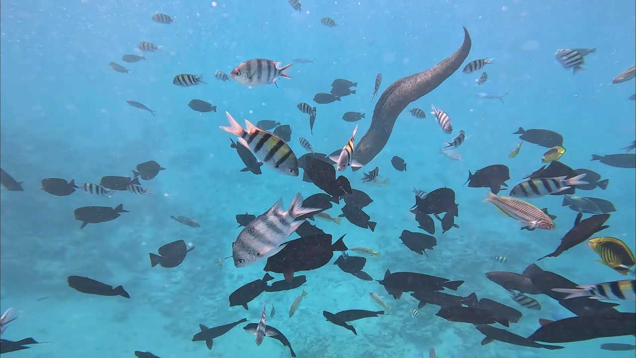 SNORKELING IN HURGHADA, Egypt (4K) #redsea #gopro11