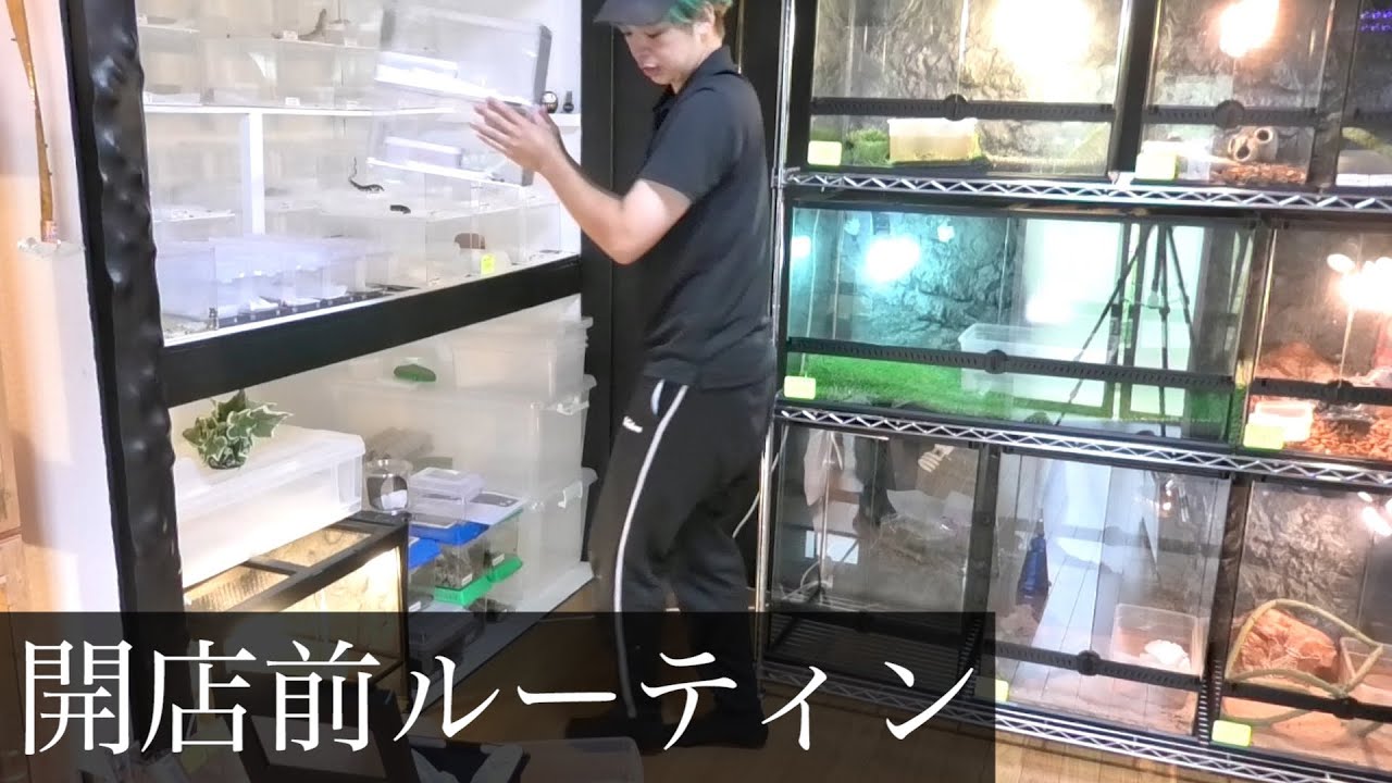 爬虫類ショップを開店するための毎日準備ルーティン！