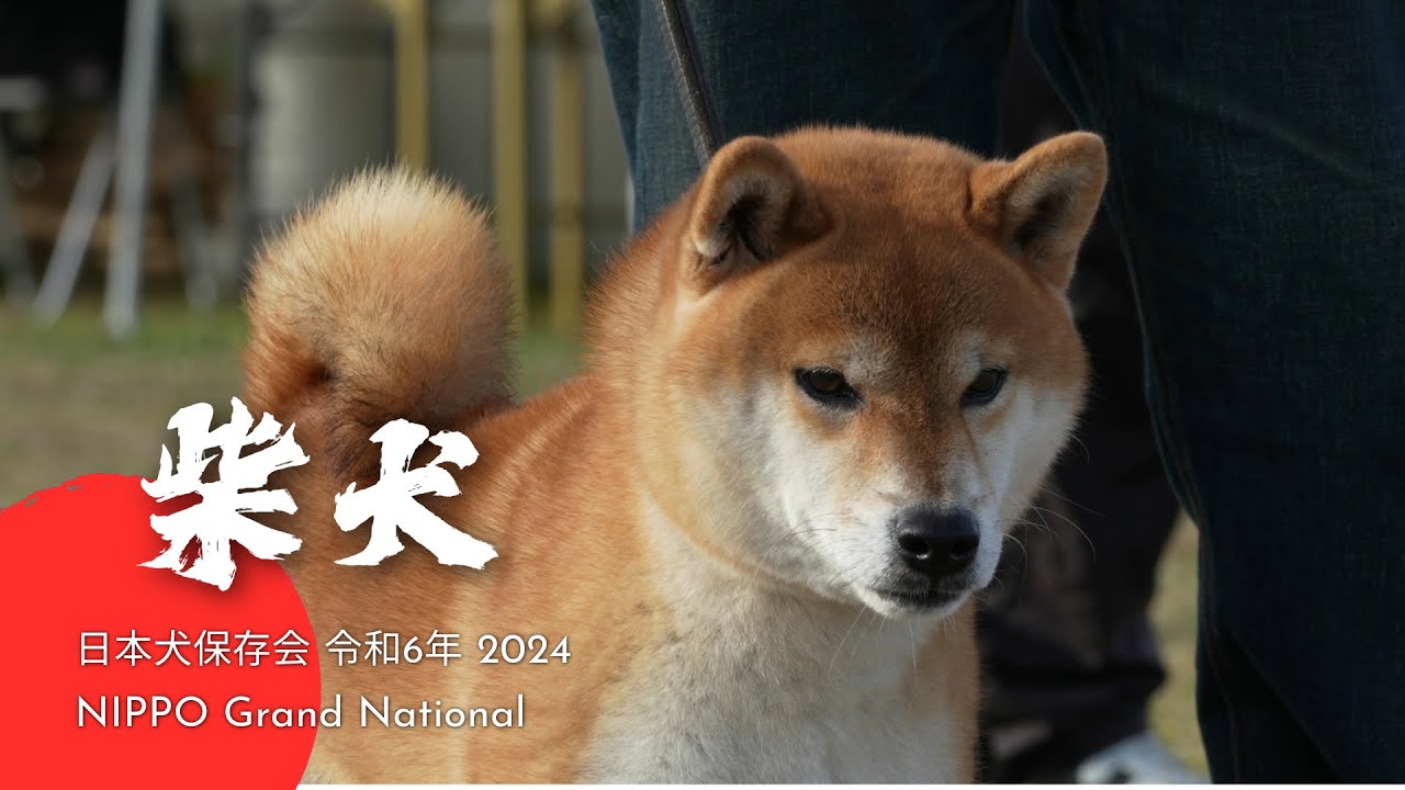 SHIBA INU : NIHON KEN HOZONKAI NIPPO Grand National 2024  令和６年度　公益社団法人日本犬保存会第１１９回全国展覧会 「柴犬第二審査」