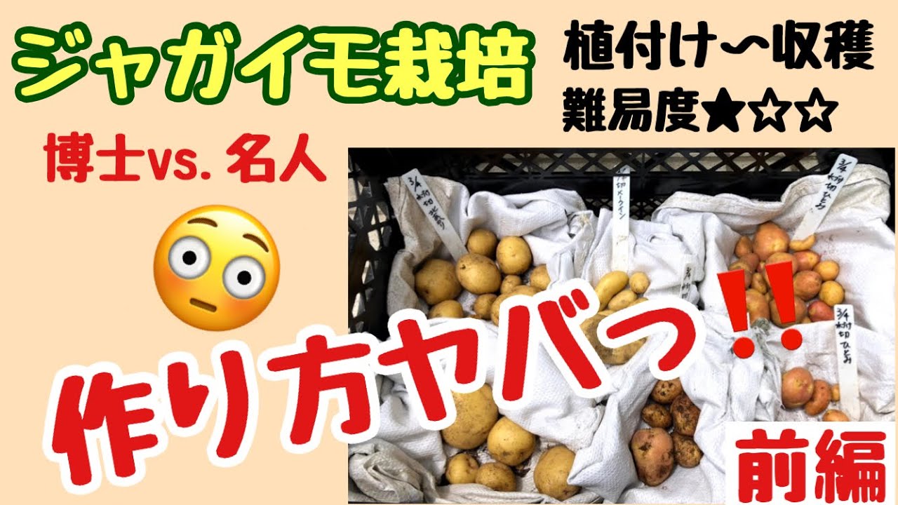 Часть 1 [Настолько просто, что даже стыдно 😅] Выращивайте картофель в своем саду! 