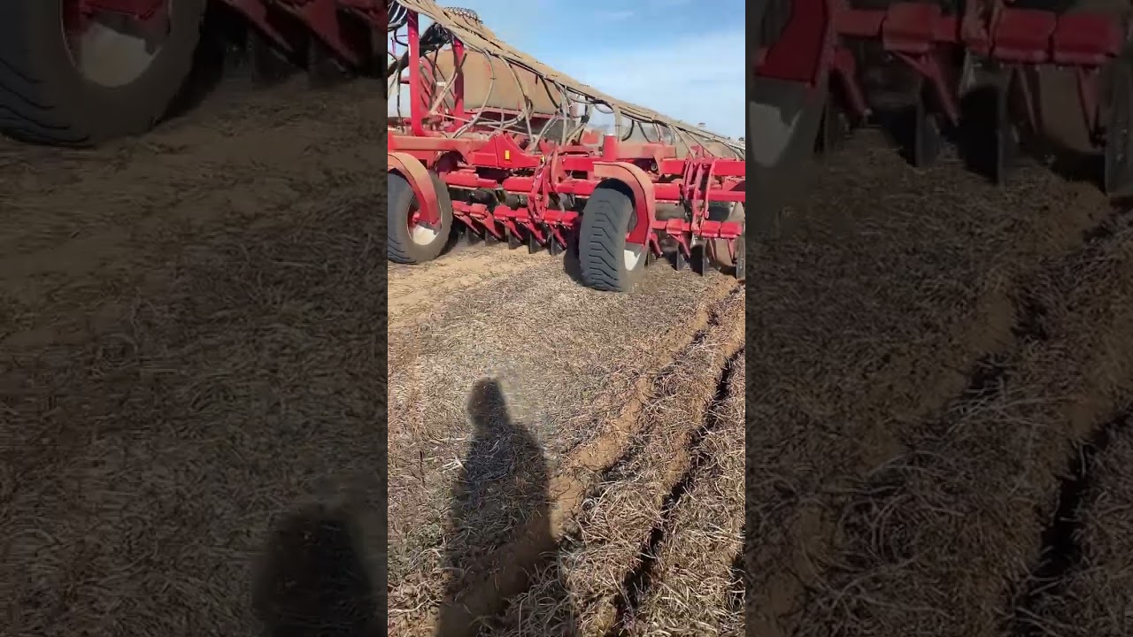 Horsch Sprinter 18NT sowing into an unharvested vetch stubble from last season.