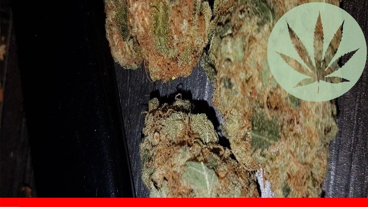 Hawaiian Dream - All About This Strain